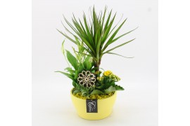 Arrangementen kamerplanten BACR-2509G Basic fundamentals 4 pp