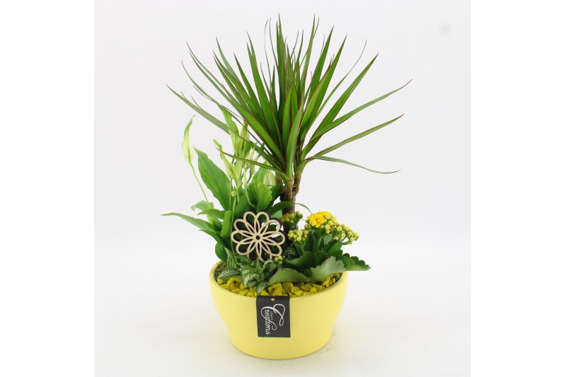 Arrangementen kamerplanten BACR-2509G Basic fundamentals 4 pp 
