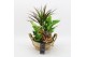 Arrangementen kamerplanten BACR-2519RZ Basic fundamentals 5 pp 