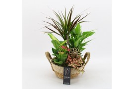 Arrangementen kamerplanten BACR-2519RZ Basic fundamentals 5 pp