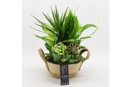 Arrangementen kamerplanten BACR-2519W Basic fundamentals 5 pp