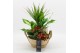 Arrangementen kamerplanten BACR-2519R Basic fundamentals 5 pp 