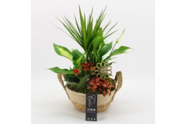 Arrangementen kamerplanten BACR-2519R Basic fundamentals 5 pp