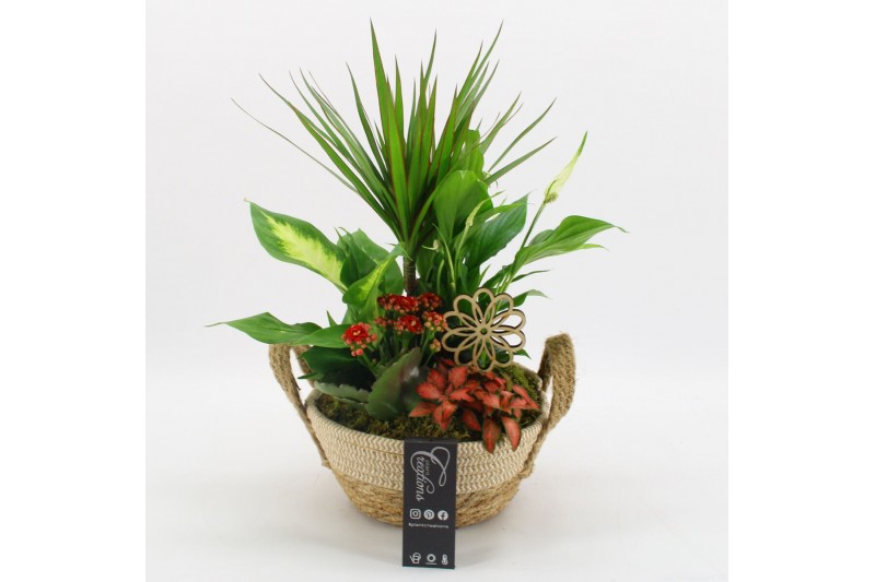 Arrangementen kamerplanten BACR-2519R Basic fundamentals 5 pp Arrangementen kamerplanten BACR-2519R Basic fundamentals 5 pp
