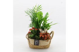 Arrangementen kamerplanten BACR-2518R Basic fundamentals 4 pp