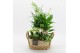 Arrangementen kamerplanten BACR-2518W Basic fundamentals 4 pp 
