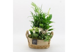 Arrangementen kamerplanten BACR-2518W Basic fundamentals 4 pp