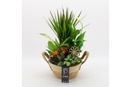 Arrangementen kamerplanten BACR-2519OR Basic fundamentals 5 pp