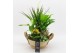Arrangementen kamerplanten BACR-2519G Basic fundamentals 5 pp 