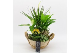 Arrangementen kamerplanten BACR-2519G Basic fundamentals 5 pp