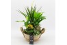 Arrangementen kamerplanten BACR-2519G Basic fundamentals 5 pp