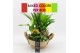 Arrangementen kamerplanten BACR-2519M Basic fundamentals 5 pp 
