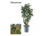 Polyscias fabian Polyscias Fabian vertakt (Decorum) 1 pp 