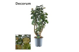 Polyscias fabian Polyscias Fabian vertakt (Decorum) 1 pp