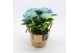 Arrangementen hydrangea KHCR-2501B Hydrangea creatie 2 pp 
