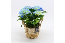 Arrangementen hydrangea KHCR-2501B Hydrangea creatie 2 pp