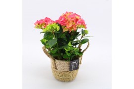 Arrangementen hydrangea KHCR-2501RZ Hydrangea creatie 2 pp