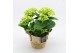 Arrangementen hydrangea KHCR-2501W Hydrangea creatie 2 pp 