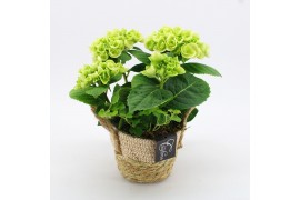 Arrangementen hydrangea KHCR-2501W Hydrangea creatie 2 pp