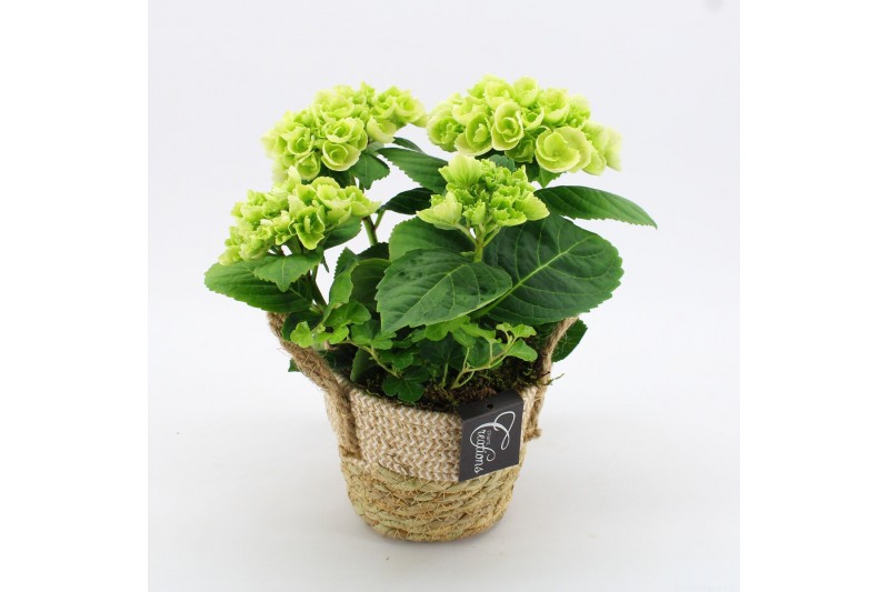 Arrangementen hydrangea KHCR-2501W Hydrangea creatie 2 pp Arrangementen hydrangea KHCR-2501W Hydrangea creatie 2 pp