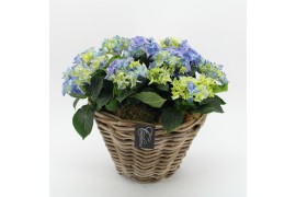 Arrangementen hydrangea KHCR-2504B Hydrangea creatie 3 pp