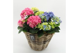 Arrangementen hydrangea KHCR-2504M Hydrangea creatie 3 pp