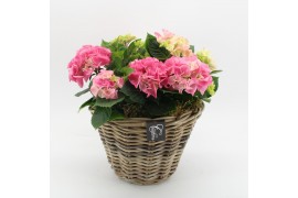 Arrangementen hydrangea KHCR-2504RZ Hydrangea creatie 3 pp