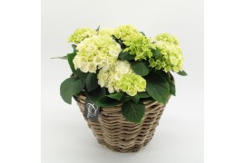 Arrangementen hydrangea KHCR-2504W Hydrangea creatie 3 pp