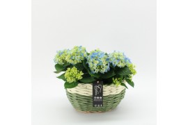Arrangementen hydrangea KHCR-2512B Hydrangea creatie 2 pp