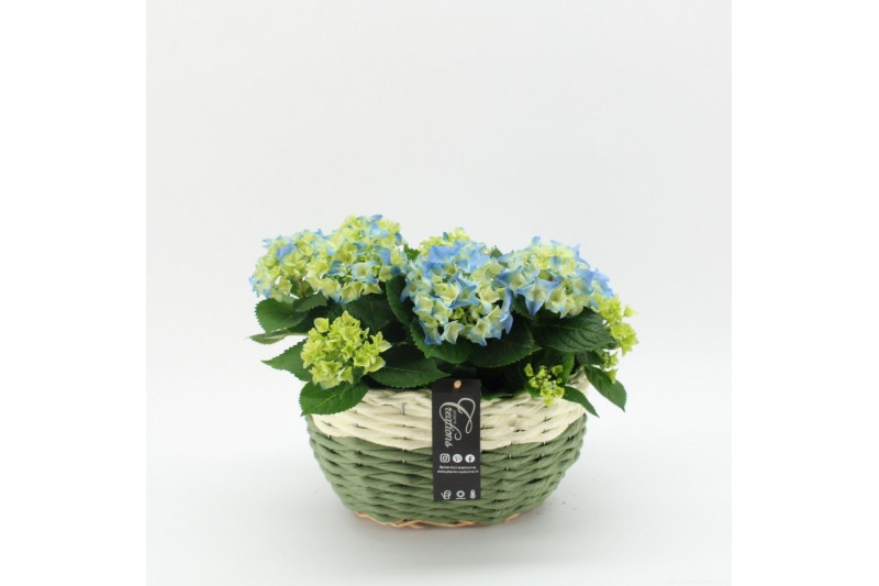 Arrangementen hydrangea KHCR-2512B Hydrangea creatie 2 pp Arrangementen hydrangea KHCR-2512B Hydrangea creatie 2 pp