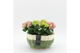 Arrangementen hydrangea KHCR-2512RZ Hydrangea creatie 2 pp