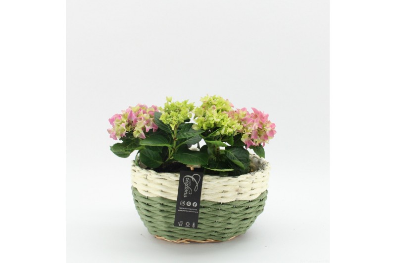 Arrangementen hydrangea KHCR-2512RZ Hydrangea creatie 2 pp Arrangementen hydrangea KHCR-2512RZ Hydrangea creatie 2 pp