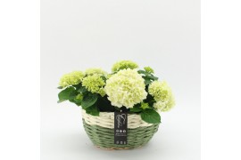 Arrangementen hydrangea KHCR-2512W Hydrangea creatie 2 pp
