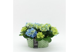 Arrangementen hydrangea KHCR-2514B Hydrangea creatie 2 pp