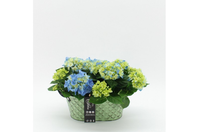 Arrangementen hydrangea KHCR-2514B Hydrangea creatie 2 pp Arrangementen hydrangea KHCR-2514B Hydrangea creatie 2 pp
