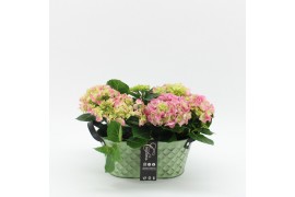 Arrangementen hydrangea KHCR-2514RZ Hydrangea creatie 2 pp