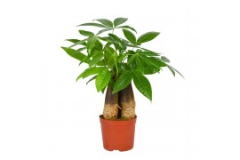 Pachira aquatica Pachira Aquatica 12 cm Triple stam 3 pp