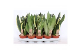 Sansevieria trifasciata mix