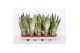Sansevieria trifasciata mix 
