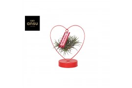 Tillandsia mother s day edition 0860 love