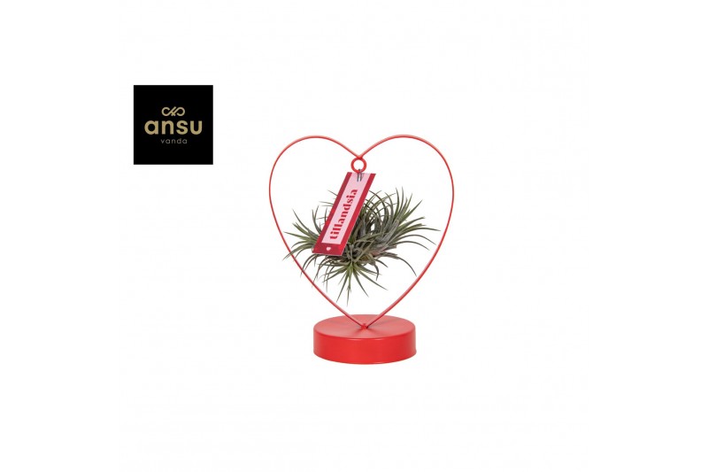 Tillandsia mother s day edition 0860 love 
