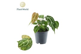 Anthurium chrystallinum