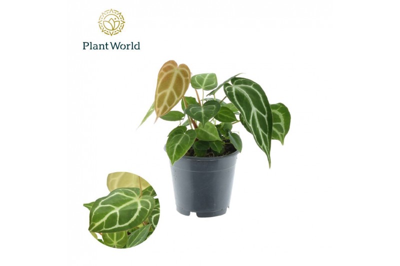 Anthurium chrystallinum 
