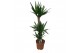 Yucca 90-45-20 Toef - 2+ kop 
