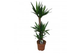 Yucca 90-45-20 Toef - 2+ kop
