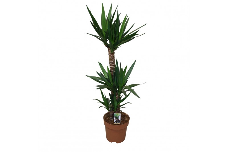 Yucca 90-45-20 Toef - 2+ kop 