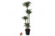 Dracaena fragr. compacta jade jewel 120-90-60-30 