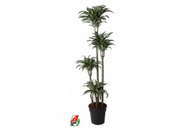 Dracaena fragr. compacta jade jewel 120-90-60-30