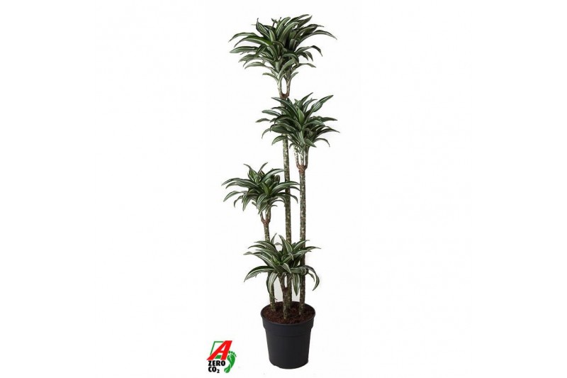Dracaena fragr. compacta jade jewel 120-90-60-30 Dracaena fragr. compacta jade jewel 120-90-60-30