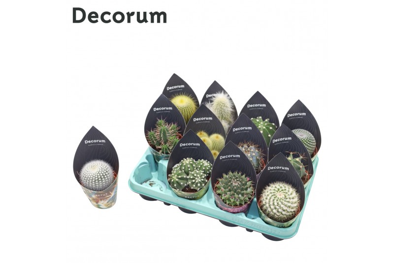 Cactus mix 12 soorten(Decorum) 